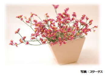 スターチス
